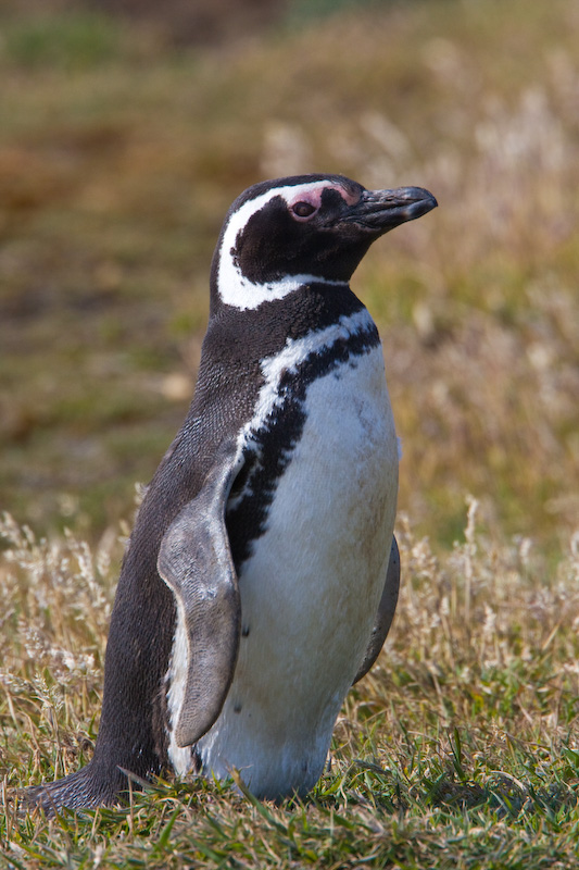 Magellanic Penguin